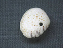 TOKO-BEADS PB008-58 Beach Shell Charm 22mm PB008-58 ビーチシェルチャーム 22mm Asian bead & African bead  Handmade,Lampeork,bead,asia,india,ethnic,parts,accessory,beads とんぼ玉,ビーズ,トンボ玉,アジア,インド,エスニック,手作り,パーツ,アクセサリー