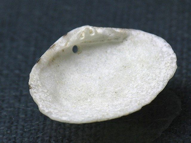 TOKO-BEADS PB008-59 Beach Shell Charm 23mm PB008-59 ビーチシェルチャーム 23mm Asian bead & African bead  Handmade,Lampeork,bead,asia,india,ethnic,parts,accessory,beads とんぼ玉,ビーズ,トンボ玉,アジア,インド,エスニック,手作り,パーツ,アクセサリー