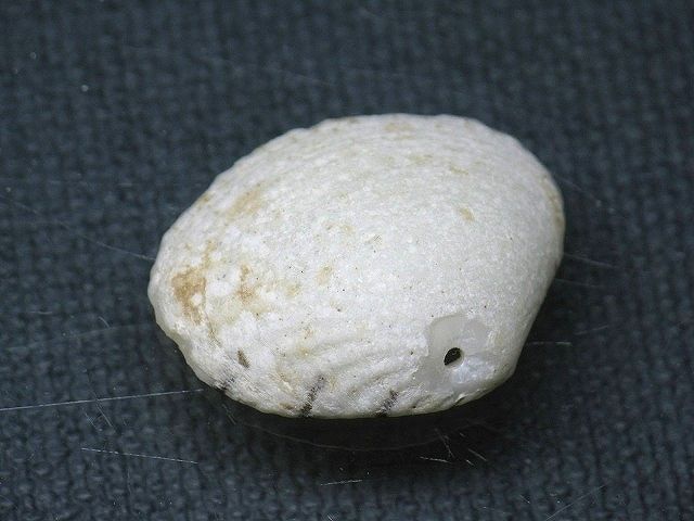 TOKO-BEADS PB008-59 Beach Shell Charm 23mm PB008-59 ビーチシェルチャーム 23mm Asian bead & African bead  Handmade,Lampeork,bead,asia,india,ethnic,parts,accessory,beads とんぼ玉,ビーズ,トンボ玉,アジア,インド,エスニック,手作り,パーツ,アクセサリー