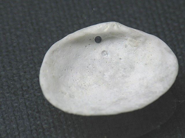 TOKO-BEADS PB008-60 Beach Shell Charm 22mm PB008-60 ビーチシェルチャーム 22mm Asian bead & African bead  Handmade,Lampeork,bead,asia,india,ethnic,parts,accessory,beads とんぼ玉,ビーズ,トンボ玉,アジア,インド,エスニック,手作り,パーツ,アクセサリー