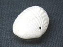 TOKO-BEADS PB008-61 Beach Shell Charm 26mm PB008-61 ビーチシェルチャーム 26mm Asian bead & African bead  Handmade,Lampeork,bead,asia,india,ethnic,parts,accessory,beads とんぼ玉,ビーズ,トンボ玉,アジア,インド,エスニック,手作り,パーツ,アクセサリー