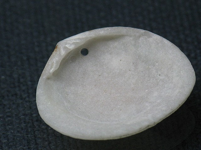 TOKO-BEADS PB008-62 Beach Shell Charm 24mm PB008-62 ビーチシェルチャーム 24mm Asian bead & African bead  Handmade,Lampeork,bead,asia,india,ethnic,parts,accessory,beads とんぼ玉,ビーズ,トンボ玉,アジア,インド,エスニック,手作り,パーツ,アクセサリー