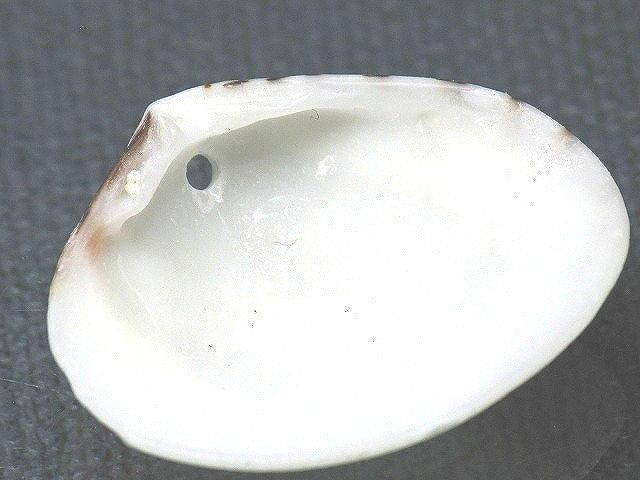 TOKO-BEADS PB008-63 Beach Shell Charm 29mm PB008-63 ビーチシェルチャーム 29mm Asian bead & African bead  Handmade,Lampeork,bead,asia,india,ethnic,parts,accessory,beads とんぼ玉,ビーズ,トンボ玉,アジア,インド,エスニック,手作り,パーツ,アクセサリー