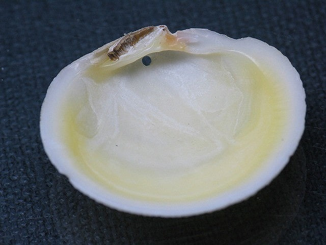TOKO-BEADS PB008-64 Beach Shell Charm 30mm PB008-64 ビーチシェルチャーム 30mm Asian bead & African bead  Handmade,Lampeork,bead,asia,india,ethnic,parts,accessory,beads とんぼ玉,ビーズ,トンボ玉,アジア,インド,エスニック,手作り,パーツ,アクセサリー