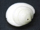 TOKO-BEADS PB008-64 Beach Shell Charm 30mm PB008-64 ビーチシェルチャーム 30mm Asian bead & African bead  Handmade,Lampeork,bead,asia,india,ethnic,parts,accessory,beads とんぼ玉,ビーズ,トンボ玉,アジア,インド,エスニック,手作り,パーツ,アクセサリー