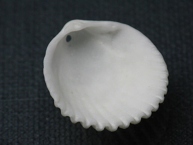 TOKO-BEADS PB008-65 Beach Shell Charm 25mm PB008-65 ビーチシェルチャーム 25mm Asian bead & African bead  Handmade,Lampeork,bead,asia,india,ethnic,parts,accessory,beads とんぼ玉,ビーズ,トンボ玉,アジア,インド,エスニック,手作り,パーツ,アクセサリー