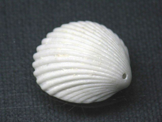 TOKO-BEADS PB008-65 Beach Shell Charm 25mm PB008-65 ビーチシェルチャーム 25mm Asian bead & African bead  Handmade,Lampeork,bead,asia,india,ethnic,parts,accessory,beads とんぼ玉,ビーズ,トンボ玉,アジア,インド,エスニック,手作り,パーツ,アクセサリー