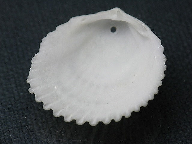 TOKO-BEADS PB008-66 Beach Shell Charm 28mm PB008-66 ビーチシェルチャーム 28mm Asian bead & African bead  Handmade,Lampeork,bead,asia,india,ethnic,parts,accessory,beads とんぼ玉,ビーズ,トンボ玉,アジア,インド,エスニック,手作り,パーツ,アクセサリー