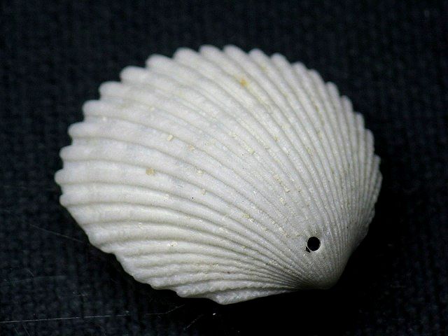 TOKO-BEADS PB008-66 Beach Shell Charm 28mm PB008-66 ビーチシェルチャーム 28mm Asian bead & African bead  Handmade,Lampeork,bead,asia,india,ethnic,parts,accessory,beads とんぼ玉,ビーズ,トンボ玉,アジア,インド,エスニック,手作り,パーツ,アクセサリー