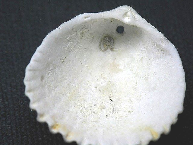 TOKO-BEADS PB008-67 Beach Shell Charm 36mm PB008-67 ビーチシェルチャーム 36mm Asian bead & African bead  Handmade,Lampeork,bead,asia,india,ethnic,parts,accessory,beads とんぼ玉,ビーズ,トンボ玉,アジア,インド,エスニック,手作り,パーツ,アクセサリー