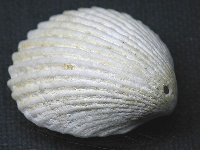 TOKO-BEADS PB008-67 Beach Shell Charm 36mm PB008-67 ビーチシェルチャーム 36mm Asian bead & African bead  Handmade,Lampeork,bead,asia,india,ethnic,parts,accessory,beads とんぼ玉,ビーズ,トンボ玉,アジア,インド,エスニック,手作り,パーツ,アクセサリー
