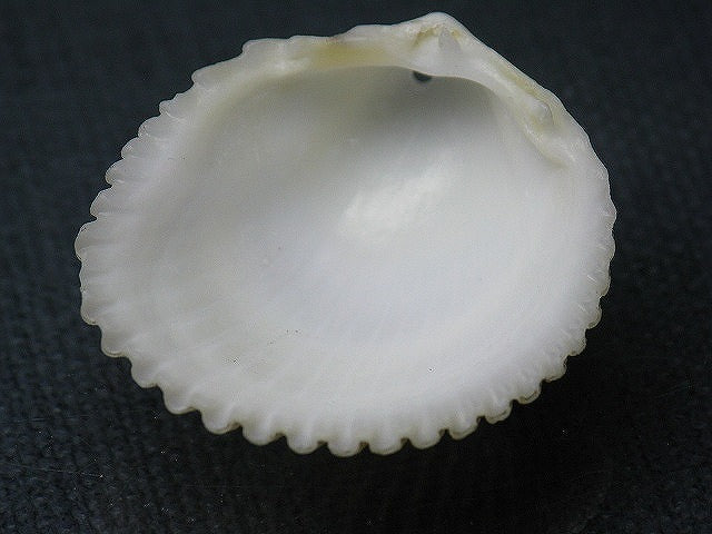 TOKO-BEADS PB008-68 Beach Shell Charm 31mm PB008-68 ビーチシェルチャーム 31mm Asian bead & African bead  Handmade,Lampeork,bead,asia,india,ethnic,parts,accessory,beads とんぼ玉,ビーズ,トンボ玉,アジア,インド,エスニック,手作り,パーツ,アクセサリー