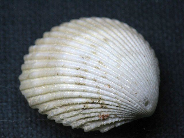 TOKO-BEADS PB008-68 Beach Shell Charm 31mm PB008-68 ビーチシェルチャーム 31mm Asian bead & African bead  Handmade,Lampeork,bead,asia,india,ethnic,parts,accessory,beads とんぼ玉,ビーズ,トンボ玉,アジア,インド,エスニック,手作り,パーツ,アクセサリー