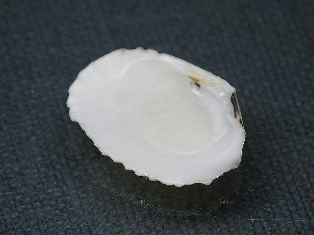 TOKO-BEADS PB008-69 Beach Shell Charm 25mm PB008-69 ビーチシェルチャーム 25mm Asian bead & African bead  Handmade,Lampeork,bead,asia,india,ethnic,parts,accessory,beads とんぼ玉,ビーズ,トンボ玉,アジア,インド,エスニック,手作り,パーツ,アクセサリー