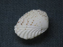TOKO-BEADS PB008-69 Beach Shell Charm 25mm PB008-69 ビーチシェルチャーム 25mm Asian bead & African bead  Handmade,Lampeork,bead,asia,india,ethnic,parts,accessory,beads とんぼ玉,ビーズ,トンボ玉,アジア,インド,エスニック,手作り,パーツ,アクセサリー