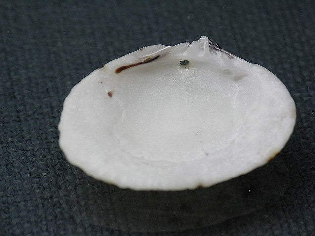 TOKO-BEADS PB008-70 Beach Shell Charm 28mm PB008-70 ビーチシェルチャーム 28mm Asian bead & African bead  Handmade,Lampeork,bead,asia,india,ethnic,parts,accessory,beads とんぼ玉,ビーズ,トンボ玉,アジア,インド,エスニック,手作り,パーツ,アクセサリー