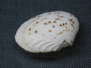TOKO-BEADS PB008-70 Beach Shell Charm 28mm PB008-70 ビーチシェルチャーム 28mm Asian bead & African bead  Handmade,Lampeork,bead,asia,india,ethnic,parts,accessory,beads とんぼ玉,ビーズ,トンボ玉,アジア,インド,エスニック,手作り,パーツ,アクセサリー