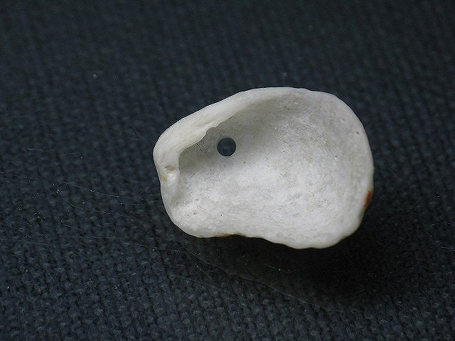 TOKO-BEADS PB008-71 Beach Shell Charm 20mm PB008-71 ビーチシェルチャーム 20mm Asian bead & African bead  Handmade,Lampeork,bead,asia,india,ethnic,parts,accessory,beads とんぼ玉,ビーズ,トンボ玉,アジア,インド,エスニック,手作り,パーツ,アクセサリー