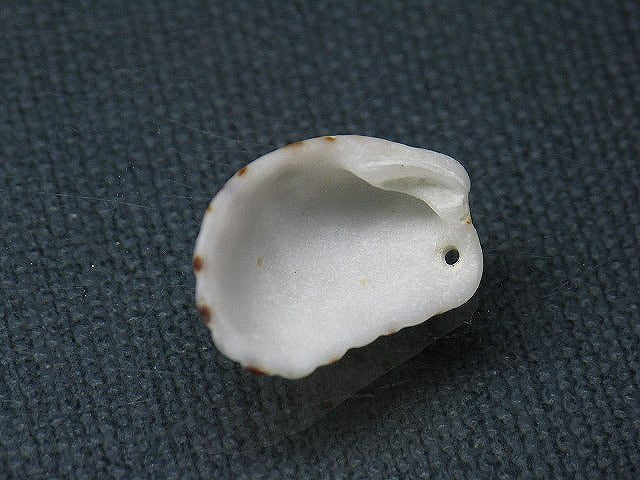 TOKO-BEADS PB008-72 Beach Shell Charm 22mm PB008-72 ビーチシェルチャーム 22mm Asian bead & African bead  Handmade,Lampeork,bead,asia,india,ethnic,parts,accessory,beads とんぼ玉,ビーズ,トンボ玉,アジア,インド,エスニック,手作り,パーツ,アクセサリー