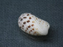 TOKO-BEADS PB008-72 Beach Shell Charm 22mm PB008-72 ビーチシェルチャーム 22mm Asian bead & African bead  Handmade,Lampeork,bead,asia,india,ethnic,parts,accessory,beads とんぼ玉,ビーズ,トンボ玉,アジア,インド,エスニック,手作り,パーツ,アクセサリー