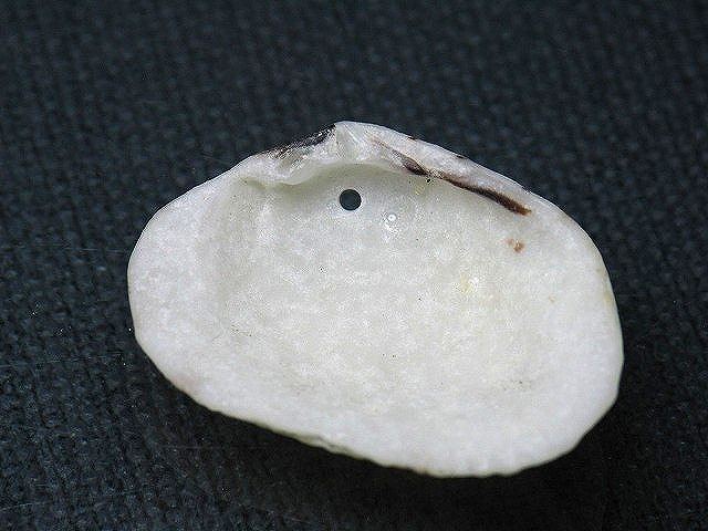 TOKO-BEADS PB008-73 Beach Shell Charm 28mm PB008-73 ビーチシェルチャーム 28mm Asian bead & African bead  Handmade,Lampeork,bead,asia,india,ethnic,parts,accessory,beads とんぼ玉,ビーズ,トンボ玉,アジア,インド,エスニック,手作り,パーツ,アクセサリー
