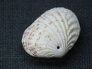 TOKO-BEADS PB008-73 Beach Shell Charm 28mm PB008-73 ビーチシェルチャーム 28mm Asian bead & African bead  Handmade,Lampeork,bead,asia,india,ethnic,parts,accessory,beads とんぼ玉,ビーズ,トンボ玉,アジア,インド,エスニック,手作り,パーツ,アクセサリー