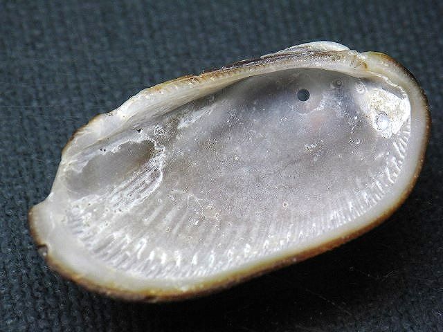TOKO-BEADS PB008-74 Beach Shell Charm 38mm PB008-74 ビーチシェルチャーム 38mm Asian bead & African bead  Handmade,Lampeork,bead,asia,india,ethnic,parts,accessory,beads とんぼ玉,ビーズ,トンボ玉,アジア,インド,エスニック,手作り,パーツ,アクセサリー