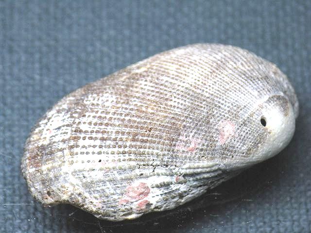 TOKO-BEADS PB008-74 Beach Shell Charm 38mm PB008-74 ビーチシェルチャーム 38mm Asian bead & African bead  Handmade,Lampeork,bead,asia,india,ethnic,parts,accessory,beads とんぼ玉,ビーズ,トンボ玉,アジア,インド,エスニック,手作り,パーツ,アクセサリー