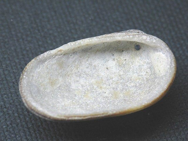 TOKO-BEADS PB008-75 Beach Shell Charm 32mm PB008-75 ビーチシェルチャーム 32mm Asian bead & African bead  Handmade,Lampeork,bead,asia,india,ethnic,parts,accessory,beads とんぼ玉,ビーズ,トンボ玉,アジア,インド,エスニック,手作り,パーツ,アクセサリー