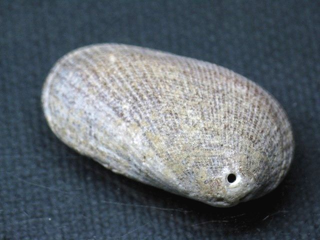 TOKO-BEADS PB008-75 Beach Shell Charm 32mm PB008-75 ビーチシェルチャーム 32mm Asian bead & African bead  Handmade,Lampeork,bead,asia,india,ethnic,parts,accessory,beads とんぼ玉,ビーズ,トンボ玉,アジア,インド,エスニック,手作り,パーツ,アクセサリー