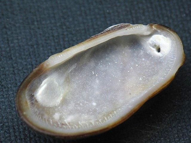 TOKO-BEADS PB008-76 Beach Shell Charm 40mm PB008-76 ビーチシェルチャーム 40mm Asian bead & African bead  Handmade,Lampeork,bead,asia,india,ethnic,parts,accessory,beads とんぼ玉,ビーズ,トンボ玉,アジア,インド,エスニック,手作り,パーツ,アクセサリー