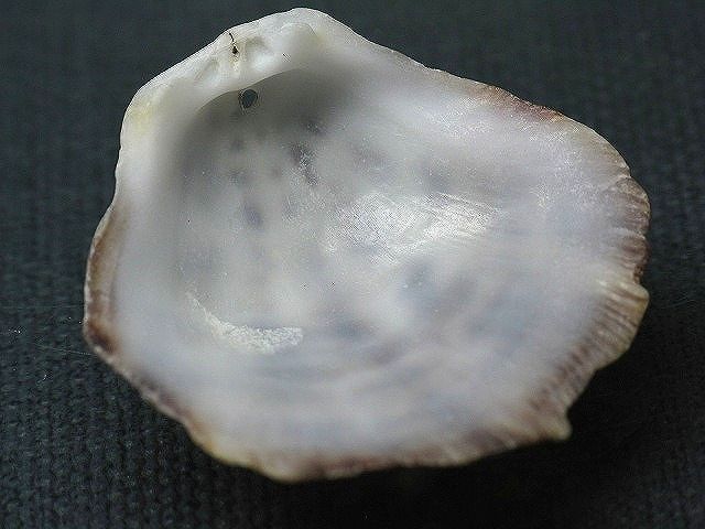 TOKO-BEADS PB008-77 Beach Shell Charm 34mm PB008-77 ビーチシェルチャーム 34mm Asian bead & African bead  Handmade,Lampeork,bead,asia,india,ethnic,parts,accessory,beads とんぼ玉,ビーズ,トンボ玉,アジア,インド,エスニック,手作り,パーツ,アクセサリー