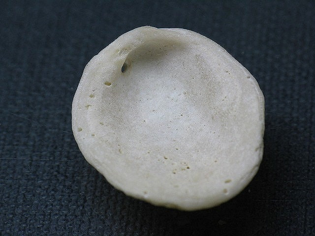 TOKO-BEADS PB008-78 Beach Shell Charm 30mm PB008-78 ビーチシェルチャーム 30mm Asian bead & African bead  Handmade,Lampeork,bead,asia,india,ethnic,parts,accessory,beads とんぼ玉,ビーズ,トンボ玉,アジア,インド,エスニック,手作り,パーツ,アクセサリー
