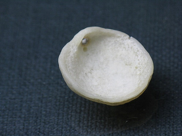 TOKO-BEADS PB008-79 Beach Shell Charm 22mm PB008-79 ビーチシェルチャーム 22mm Asian bead & African bead  Handmade,Lampeork,bead,asia,india,ethnic,parts,accessory,beads とんぼ玉,ビーズ,トンボ玉,アジア,インド,エスニック,手作り,パーツ,アクセサリー