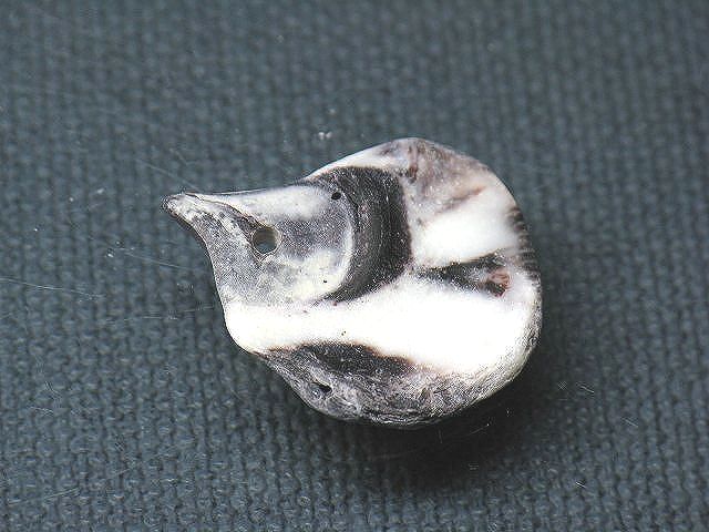 TOKO-BEADS PB008-81 Beach Shell Charm 24mm PB008-81 ビーチシェルチャーム 24mm Asian bead & African bead  Handmade,Lampeork,bead,asia,india,ethnic,parts,accessory,beads とんぼ玉,ビーズ,トンボ玉,アジア,インド,エスニック,手作り,パーツ,アクセサリー