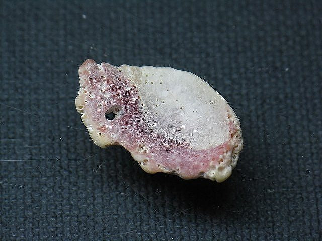 TOKO-BEADS PB008-82 Beach Shell Charm 24mm PB008-82 ビーチシェルチャーム 24mm Asian bead & African bead  Handmade,Lampeork,bead,asia,india,ethnic,parts,accessory,beads とんぼ玉,ビーズ,トンボ玉,アジア,インド,エスニック,手作り,パーツ,アクセサリー