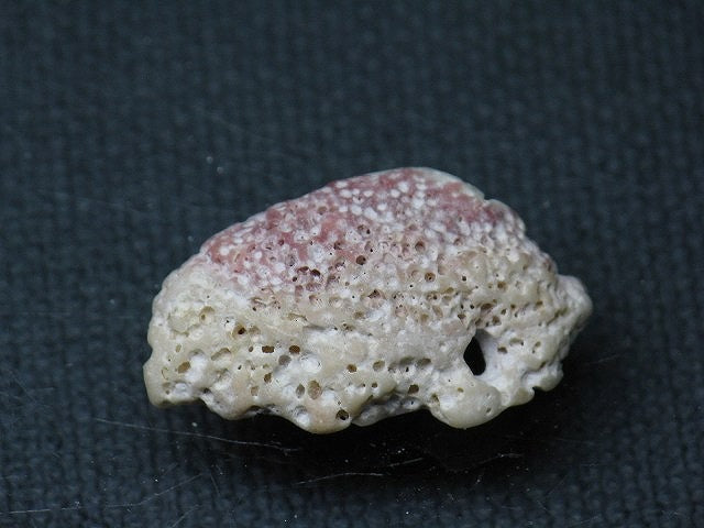 TOKO-BEADS PB008-82 Beach Shell Charm 24mm PB008-82 ビーチシェルチャーム 24mm Asian bead & African bead  Handmade,Lampeork,bead,asia,india,ethnic,parts,accessory,beads とんぼ玉,ビーズ,トンボ玉,アジア,インド,エスニック,手作り,パーツ,アクセサリー