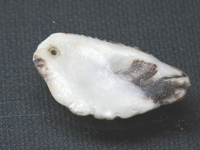 TOKO-BEADS PB008-83 Beach Shell Charm 34mm PB008-83 ビーチシェルチャーム 34mm Asian bead & African bead  Handmade,Lampeork,bead,asia,india,ethnic,parts,accessory,beads とんぼ玉,ビーズ,トンボ玉,アジア,インド,エスニック,手作り,パーツ,アクセサリー