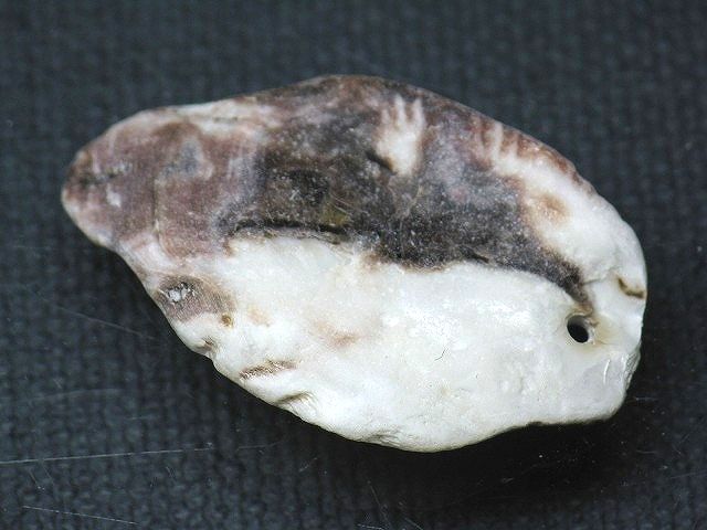 TOKO-BEADS PB008-83 Beach Shell Charm 34mm PB008-83 ビーチシェルチャーム 34mm Asian bead & African bead  Handmade,Lampeork,bead,asia,india,ethnic,parts,accessory,beads とんぼ玉,ビーズ,トンボ玉,アジア,インド,エスニック,手作り,パーツ,アクセサリー