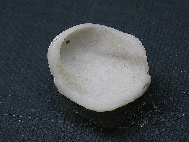 TOKO-BEADS PB008-86 Beach Shell Charm 27mm PB008-86 ビーチシェルチャーム 27mm Asian bead & African bead  Handmade,Lampeork,bead,asia,india,ethnic,parts,accessory,beads とんぼ玉,ビーズ,トンボ玉,アジア,インド,エスニック,手作り,パーツ,アクセサリー