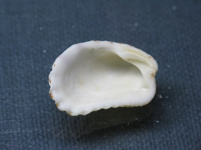 TOKO-BEADS PB008-87 Beach Shell Charm 28mm PB008-87 ビーチシェルチャーム 28mm Asian bead & African bead  Handmade,Lampeork,bead,asia,india,ethnic,parts,accessory,beads とんぼ玉,ビーズ,トンボ玉,アジア,インド,エスニック,手作り,パーツ,アクセサリー