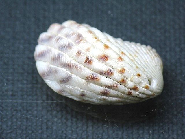 TOKO-BEADS PB008-87 Beach Shell Charm 28mm PB008-87 ビーチシェルチャーム 28mm Asian bead & African bead  Handmade,Lampeork,bead,asia,india,ethnic,parts,accessory,beads とんぼ玉,ビーズ,トンボ玉,アジア,インド,エスニック,手作り,パーツ,アクセサリー
