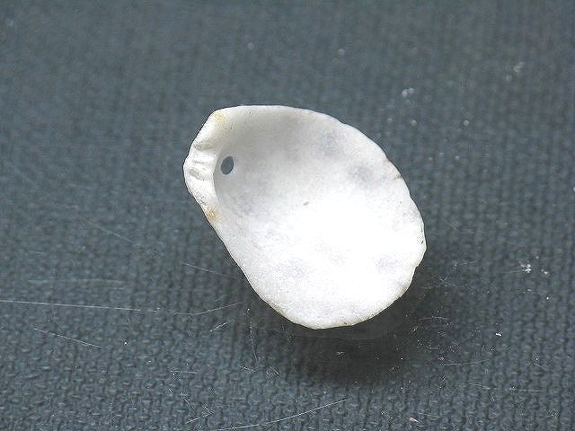 TOKO-BEADS PB008-89 Beach Shell Charm 22mm PB008-89 ビーチシェルチャーム 22mm Asian bead & African bead  Handmade,Lampeork,bead,asia,india,ethnic,parts,accessory,beads とんぼ玉,ビーズ,トンボ玉,アジア,インド,エスニック,手作り,パーツ,アクセサリー