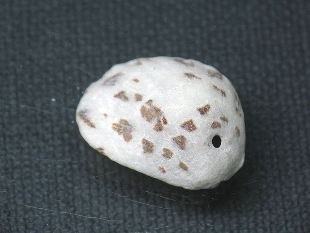 TOKO-BEADS PB008-89 Beach Shell Charm 22mm PB008-89 ビーチシェルチャーム 22mm Asian bead & African bead  Handmade,Lampeork,bead,asia,india,ethnic,parts,accessory,beads とんぼ玉,ビーズ,トンボ玉,アジア,インド,エスニック,手作り,パーツ,アクセサリー