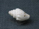 TOKO-BEADS PB008-91 Beach Shell Charm 17mm PB008-91 ビーチシェルチャーム 17mm Asian bead & African bead  Handmade,Lampeork,bead,asia,india,ethnic,parts,accessory,beads とんぼ玉,ビーズ,トンボ玉,アジア,インド,エスニック,手作り,パーツ,アクセサリー