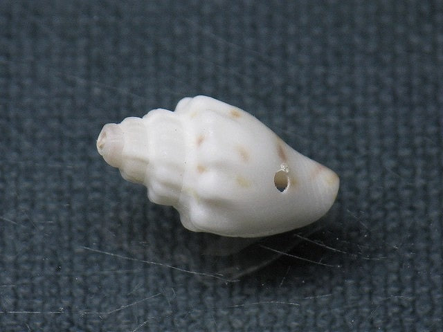 TOKO-BEADS PB008-91 Beach Shell Charm 17mm PB008-91 ビーチシェルチャーム 17mm Asian bead & African bead  Handmade,Lampeork,bead,asia,india,ethnic,parts,accessory,beads とんぼ玉,ビーズ,トンボ玉,アジア,インド,エスニック,手作り,パーツ,アクセサリー