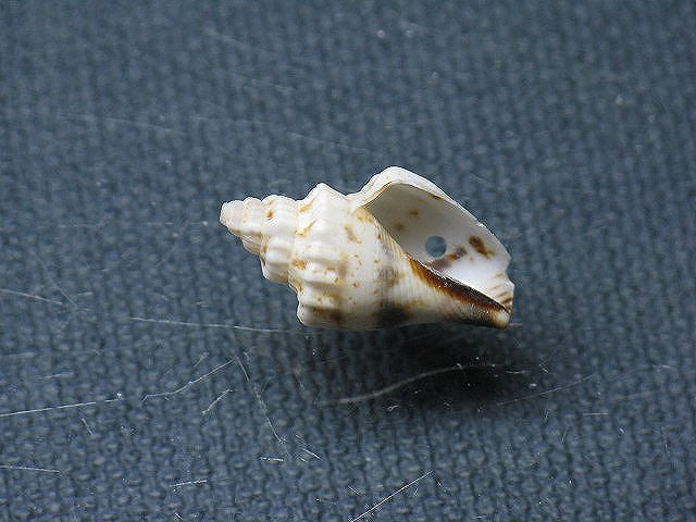 TOKO-BEADS PB008-92 Beach Shell Charm 18mm PB008-92 ビーチシェルチャーム 18mm Asian bead & African bead  Handmade,Lampeork,bead,asia,india,ethnic,parts,accessory,beads とんぼ玉,ビーズ,トンボ玉,アジア,インド,エスニック,手作り,パーツ,アクセサリー
