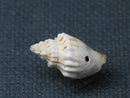 TOKO-BEADS PB008-92 Beach Shell Charm 18mm PB008-92 ビーチシェルチャーム 18mm Asian bead & African bead  Handmade,Lampeork,bead,asia,india,ethnic,parts,accessory,beads とんぼ玉,ビーズ,トンボ玉,アジア,インド,エスニック,手作り,パーツ,アクセサリー