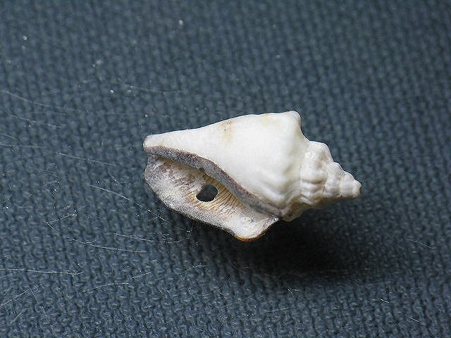 TOKO-BEADS PB008-93 Beach Shell Charm 23mm PB008-93 ビーチシェルチャーム 23mm Asian bead & African bead  Handmade,Lampeork,bead,asia,india,ethnic,parts,accessory,beads とんぼ玉,ビーズ,トンボ玉,アジア,インド,エスニック,手作り,パーツ,アクセサリー