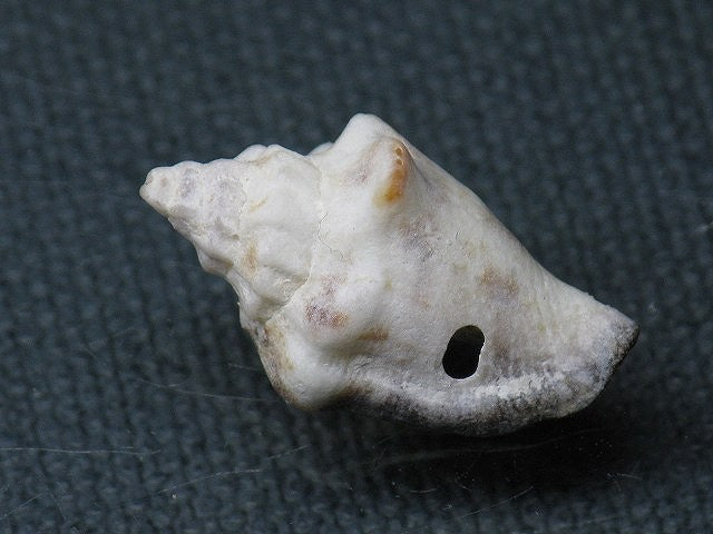 TOKO-BEADS PB008-93 Beach Shell Charm 23mm PB008-93 ビーチシェルチャーム 23mm Asian bead & African bead  Handmade,Lampeork,bead,asia,india,ethnic,parts,accessory,beads とんぼ玉,ビーズ,トンボ玉,アジア,インド,エスニック,手作り,パーツ,アクセサリー